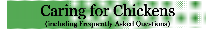 Text Box: Caring for Chickens
(including Frequently Asked Questions)
