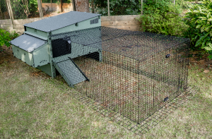 A chicken coop with a cage

AI-generated content may be incorrect.
