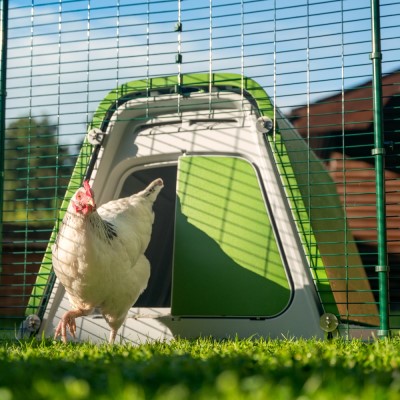 A chicken in a cage

AI-generated content may be incorrect.