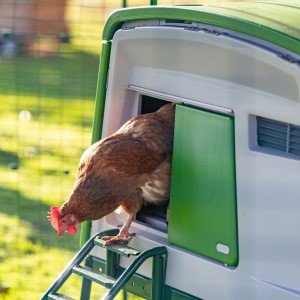 A chicken in a cage

AI-generated content may be incorrect.