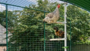 A chicken and a chicken in a cage

AI-generated content may be incorrect.